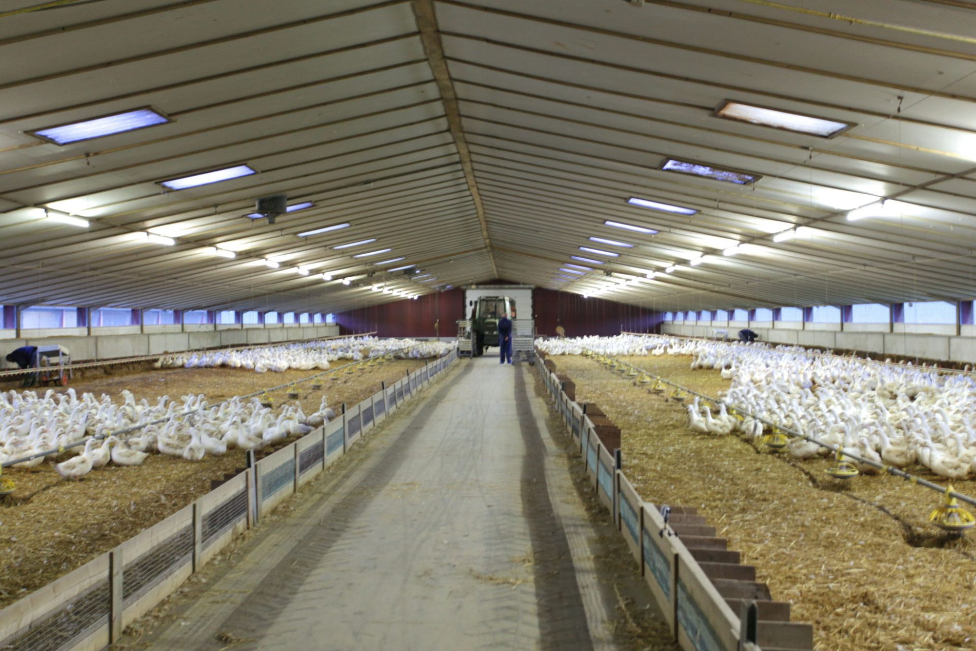 duck-to-farm-boerderij-binnen
